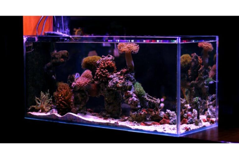 Why Wait 24 Hours to Put Fish in Tank?