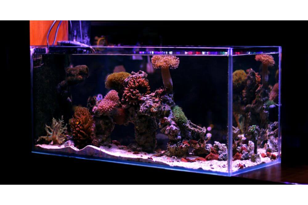 Why Wait 24 Hours to Put Fish in Tank?